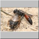 Tachysphex obscuripennis - Grabwespe w06 10mm mit Schabe beim Nesteintrag.jpg